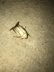 Pelidnota prolixa
