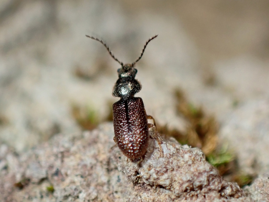 Aplocnemus sculpturatus