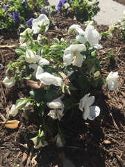 Viola × wittrockiana