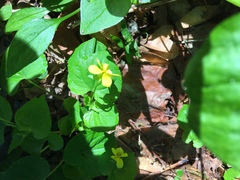 Viola glabella