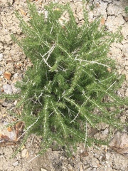 Tetradymia spinosa
