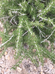 Tetradymia spinosa