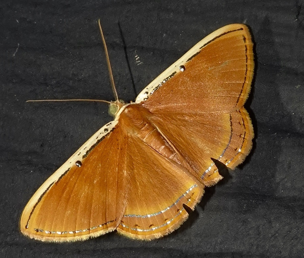 Corrosia pallicosta