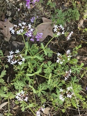 Valerianella longiflora