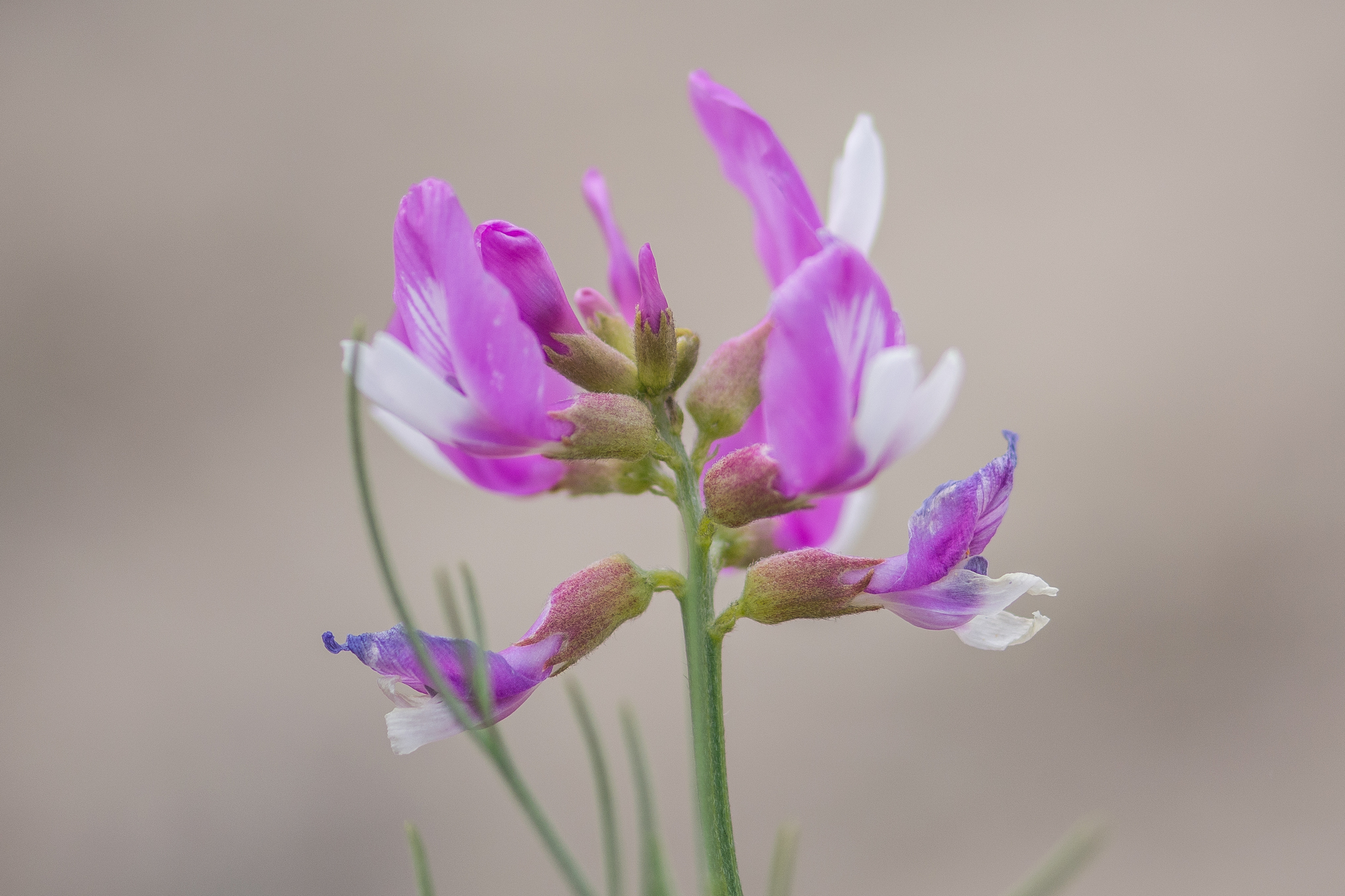 Astragalus saurinus