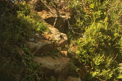 Ctenosaura pectinata