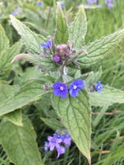 Pentaglottis sempervirens