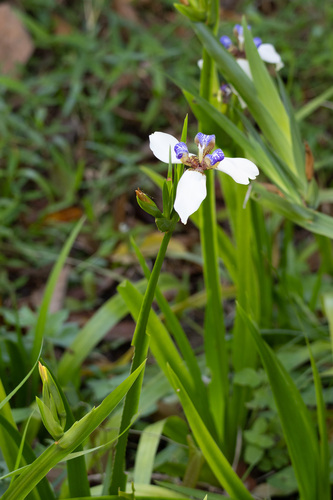 Trimezia northiana