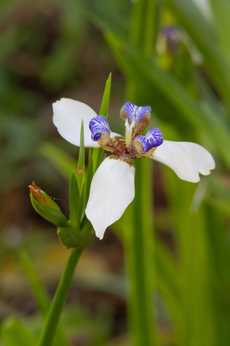 Trimezia northiana