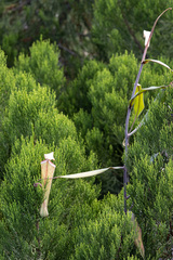 Nepenthes albomarginata