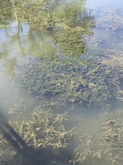 Elodea canadensis