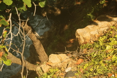 Ctenosaura pectinata