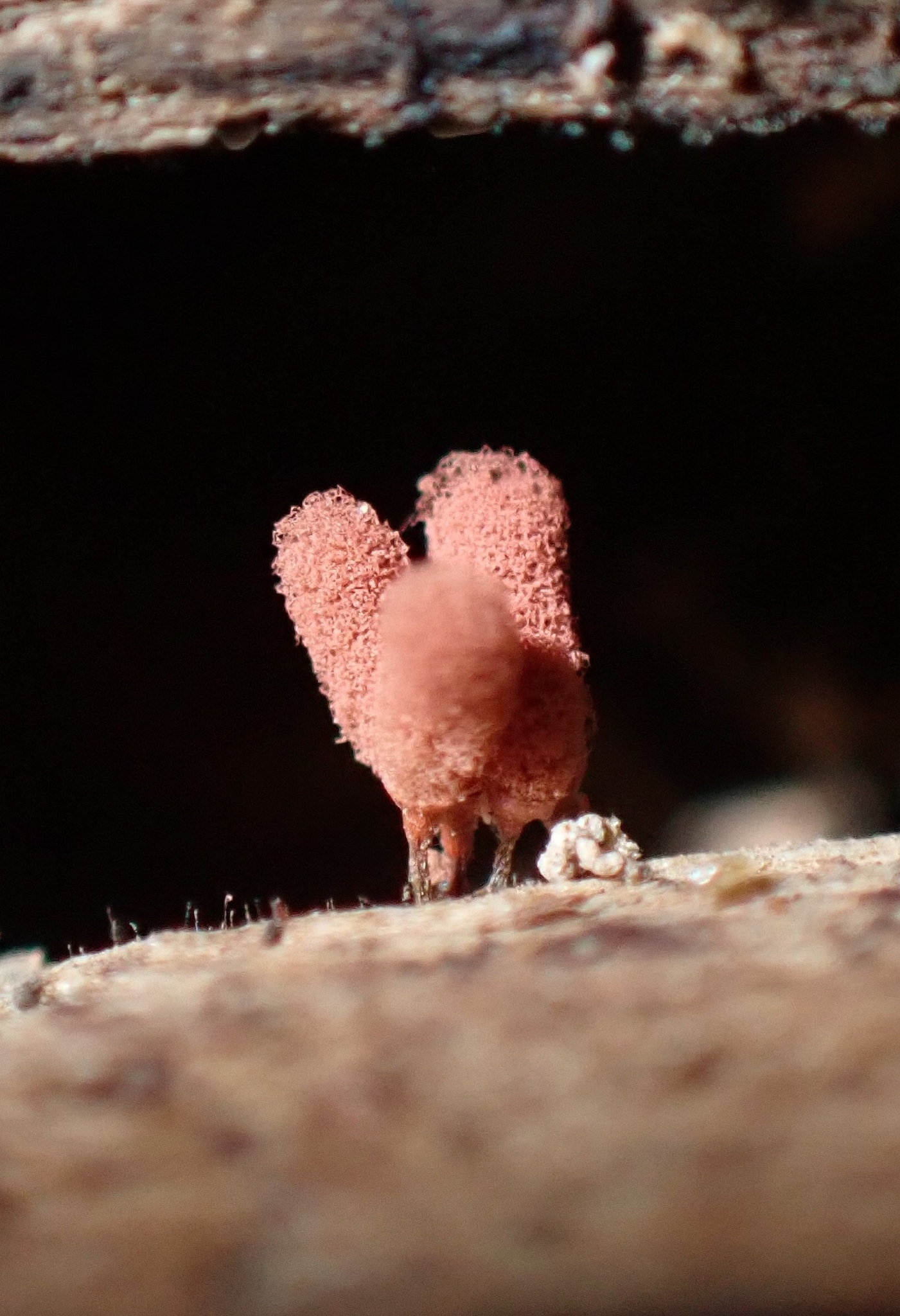 Arcyria denudata