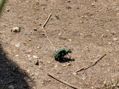 Cicindela ohlone