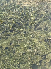 Elodea canadensis