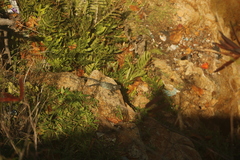 Ctenosaura pectinata