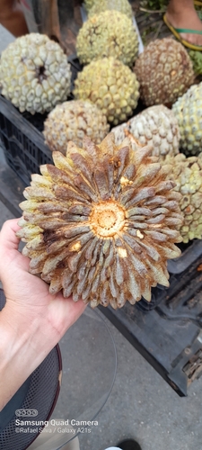 Foto de Araticum