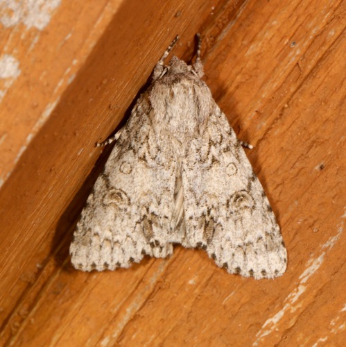 Hackberry Dagger photo 6