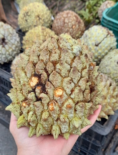 Image of Annona Crassiflora (Annona crassiflora) by (c) Rafael Silva, some rights reserved (CC BY-SA)
