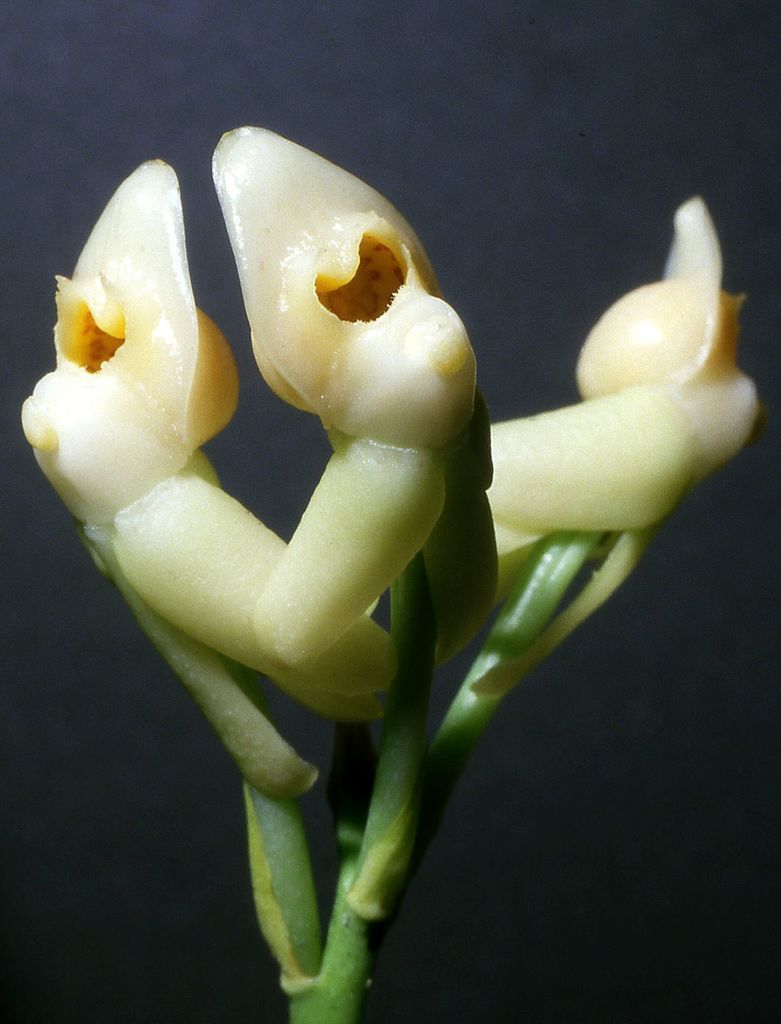 Dressleria