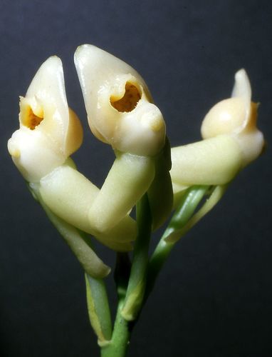 Dressleria
