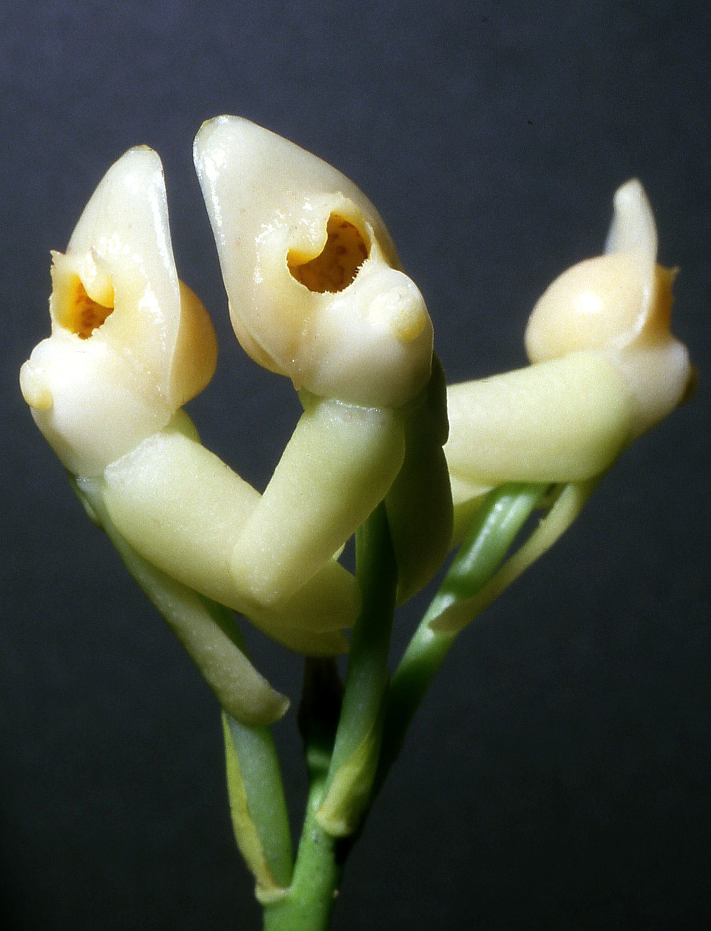 Dressleria