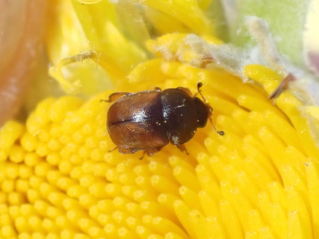 Acanthogethes hercules