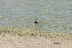 Charadrius vociferus
