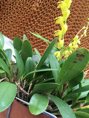 Pleurothallis quadrifida