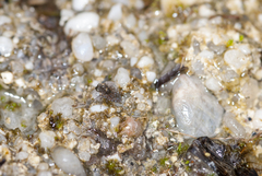 Ochterus marginatus