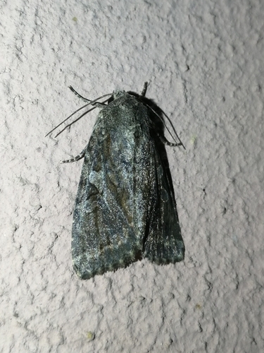 sivkavec ypsilon (Apterogenum ypsillon)