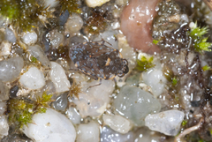 Ochterus marginatus