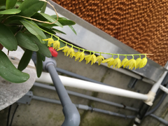 Pleurothallis quadrifida