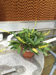 Pleurothallis quadrifida