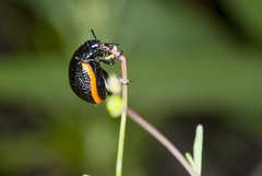 Chrysolina lucidicollis