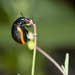 Chrysolina lucidicollis - Photo (c) romuloarrais, some rights reserved (CC BY-NC-ND), uploaded by romuloarrais