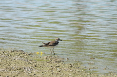 Charadrius vociferus