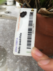 Pleurothallis quadrifida