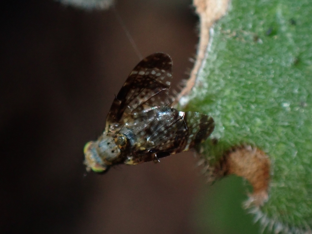 Orotava cribrata