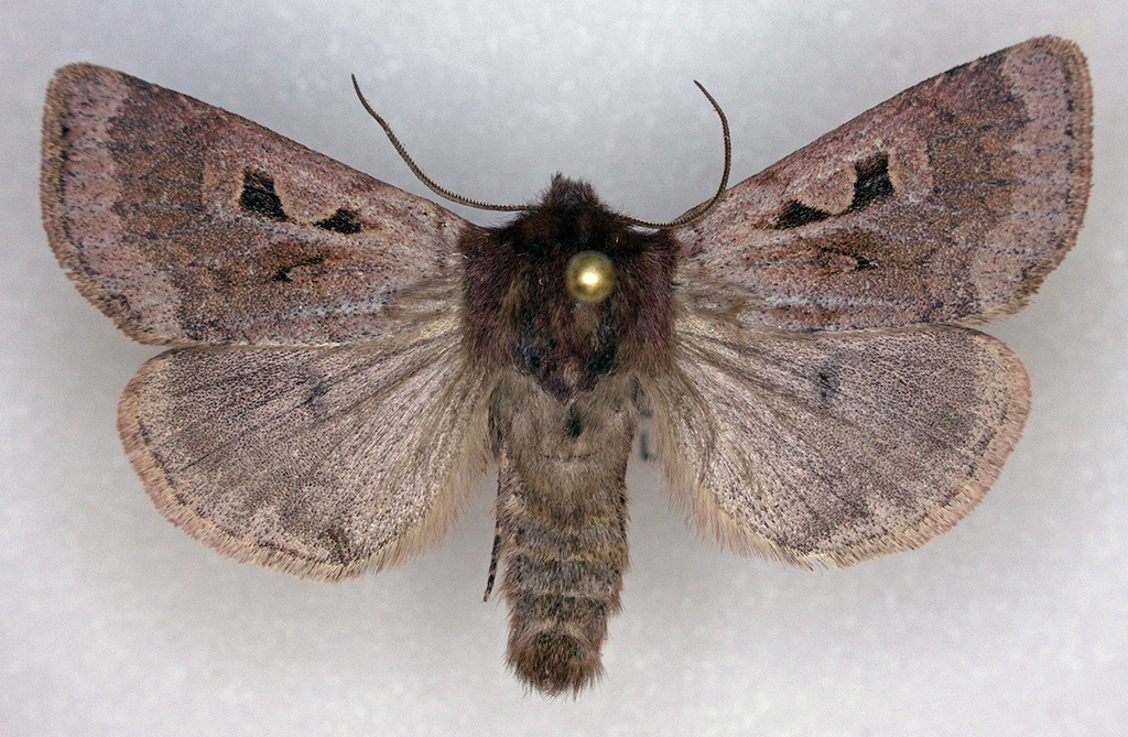 Xestia okakensis