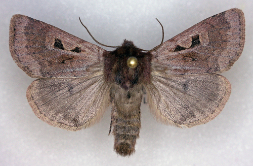 Xestia okakensis