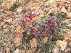 Astragalus malacus