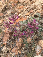 Astragalus malacus