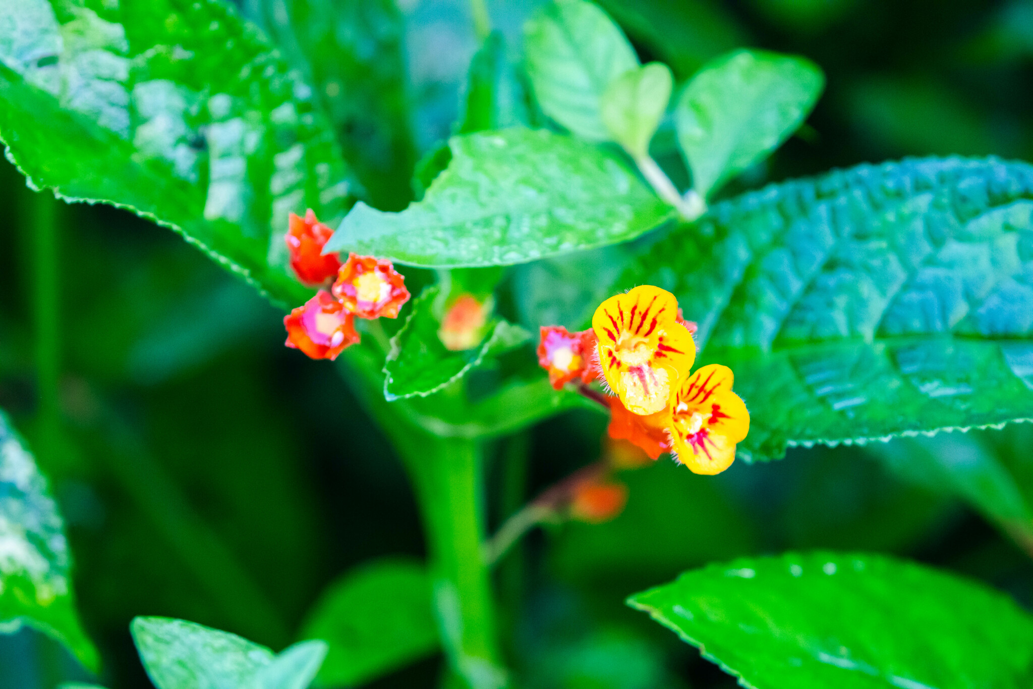 Imagem de Canário-vegetal