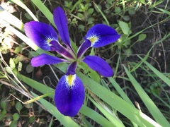 Iris hexagona