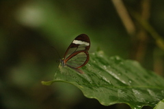 Oleria paula