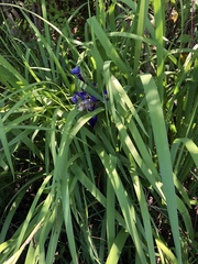 Iris hexagona
