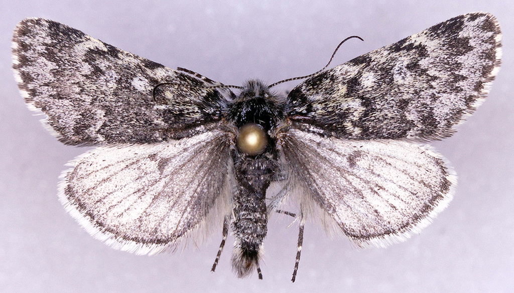 Xestia bryanti