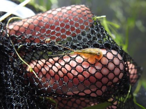 Tadpole shrimp