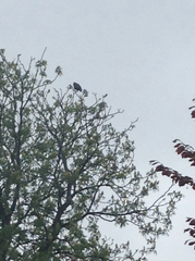 Corvus brachyrhynchos